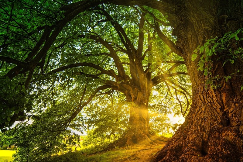 Enchanted Forest Settings