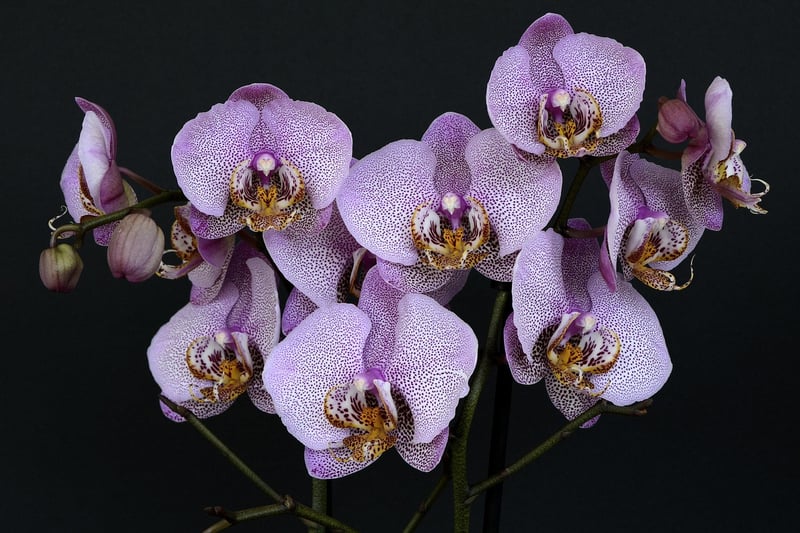 Exotic Orchid